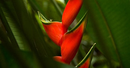 red tropical plant