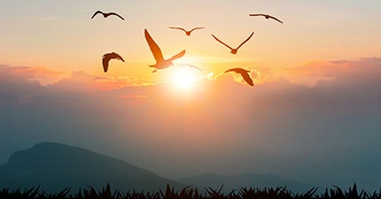 birds flying sunset