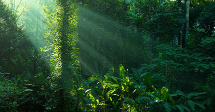 rays of sunshine shining into forest