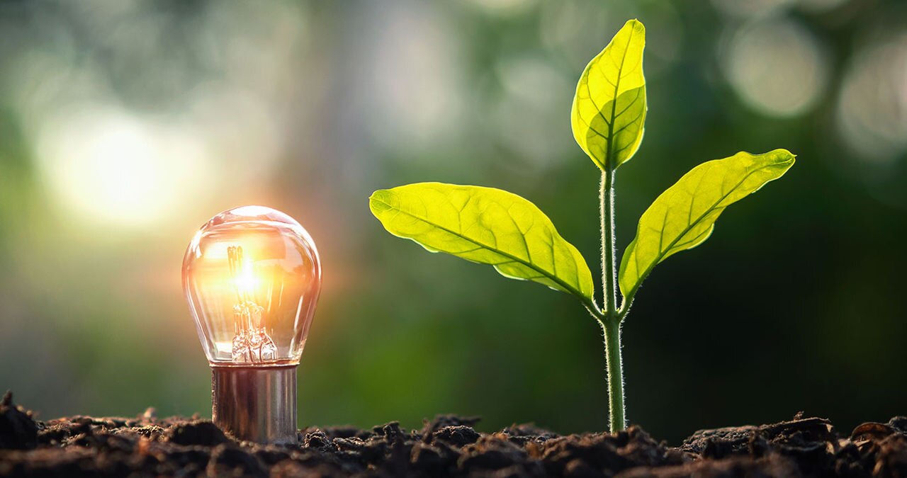 lightbulb plant